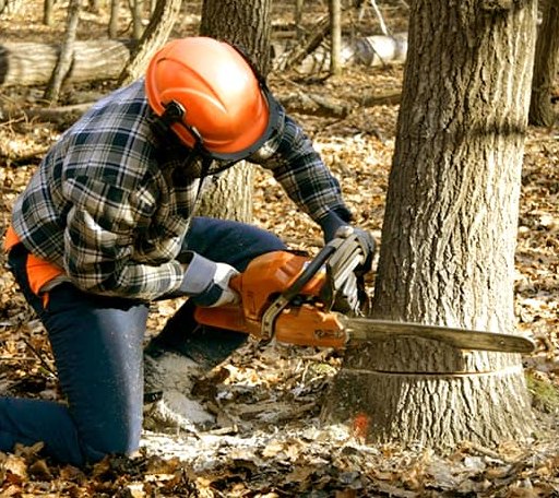 Tree Removal in Natural Dam, AR